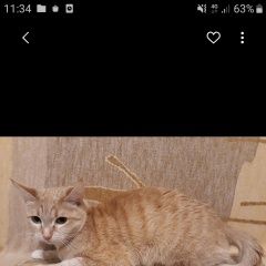 Подробнее об объявлении «Пропала кошка Электросталь» Фото: пропала кошка  «Пропала кошка Электросталь» в г. Электросталь