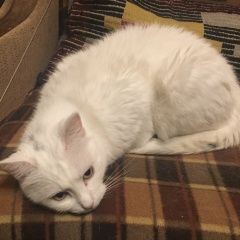 Подробнее об объявлении «Пропал кот белый кот Санкт-Петербург» Фото: пропала кошка  «Пропал кот белый кот Санкт-Петербург» в г. Санкт-Петербург