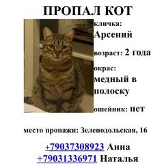 Подробнее об объявлении «Москва Пропал кот» Фото: пропала кошка  «Москва Пропал кот» в г. Москва