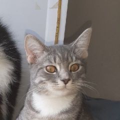Подробнее об объявлении «Пропал кот марик Санкт-Петербург» Фото: пропала кошка  «Пропал кот марик Санкт-Петербург» в г. Санкт-Петербург