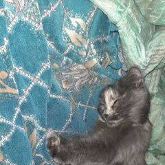 Подробнее об объявлении «Астрахань Пропала кошка» Фото: пропала кошка  «Астрахань Пропала кошка» в г. Астрахань