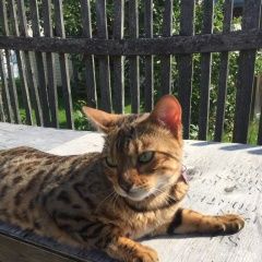 Подробнее об объявлении «Пропала кошка Дмитров» Фото: пропала кошка Бенгальская кошка «Пропала кошка Дмитров» в г. Дмитров