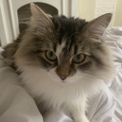 Подробнее об объявлении «Екатеринбург Пропал кот молодой кот» Фото: пропала кошка  «Екатеринбург Пропал кот молодой кот» в г. Екатеринбург