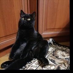 Подробнее об объявлении «Пропал кот Ставрополь» Фото: пропала кошка Британская короткошерстная кошка «Пропал кот Ставрополь» в г. Ставрополь