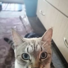 Подробнее об объявлении «Курск Пропала кошка стерилезованна» Фото: пропала кошка  «Курск Пропала кошка стерилезованна» в г. Курск