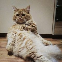 Подробнее об объявлении «Екатеринбург Пропал кот» Фото: пропала кошка  «Екатеринбург Пропал кот» в г. Екатеринбург