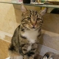 Подробнее об объявлении «Пропал кот комсомольская Дмитров» Фото: пропала кошка  «Пропал кот комсомольская Дмитров» в г. Дмитров