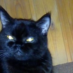 Подробнее об объявлении «Иваново Пропала кошка шотландская» Фото: пропала кошка Скоттиш страйт (шотландская прямоухая) «Иваново Пропала кошка шотландская» в г. Иваново