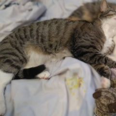 Подробнее об объявлении «Пропал кот.г. Подольск» Фото: пропала кошка  «Пропал кот.г. Подольск» в г. Подольск