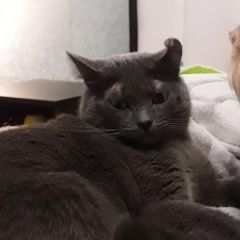 Подробнее об объявлении «Пропал кот Подольск» Фото: пропала кошка  «Пропал кот Подольск» в г. Подольск