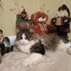 Подробнее об объявлении «Пропал кот Ростов-на-Дону» Фото: пропала кошка  «Пропал кот Ростов-на-Дону» в г. Ростов-на-Дону