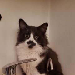 Подробнее об объявлении «Москва Пропал кот черно-белый кот» Фото: пропала кошка Сибирская кошка «Москва Пропал кот черно-белый кот» в г. Москва
