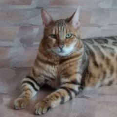 Подробнее об объявлении «Екатеринбург Пропал кот бенгальский кот» Фото: пропала кошка Бенгальская кошка «Екатеринбург Пропал кот бенгальский кот» в г. Екатеринбург