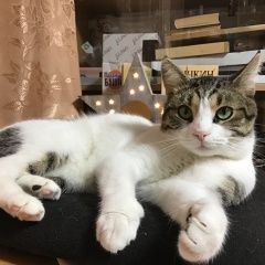 Подробнее об объявлении «Пропал кот гидрострой Краснодар» Фото: пропала кошка  «Пропал кот гидрострой Краснодар» в г. Краснодар