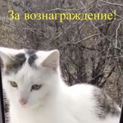 Подробнее об объявлении «Пропал кот Константиновск» Фото: пропала кошка  «Пропал кот Константиновск» в г. Константиновск