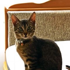 Подробнее об объявлении «Геленджик Пропала кошка садовое товарищество пищевик г.» Фото: пропала кошка  «Геленджик Пропала кошка садовое товарищество...» в г. Геленджик