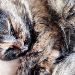 Подробнее об объявлении «Москва Пропала кошка» Фото: пропала кошка  «Москва Пропала кошка» в г. Москва