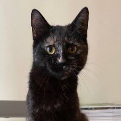 Подробнее об объявлении «Москва Пропала кошка, парк победы» Фото: пропала кошка  «Москва Пропала кошка, парк победы» в г. Москва