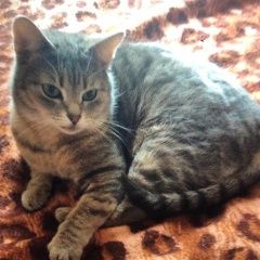 Подробнее об объявлении «Мытищи Пропала кошка сухарево» Фото: пропала кошка  «Мытищи Пропала кошка сухарево» в г. Мытищи