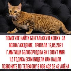 Подробнее об объявлении «Мытищи Пропала кошка помогите найти за вознаграждение» Фото: пропала кошка Бенгальская кошка «Мытищи Пропала кошка помогите найти за...» в г. Мытищи