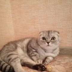 Подробнее об объявлении «Воронеж Пропала кошка помогите найти любимицу» Фото: пропала кошка  «Воронеж Пропала кошка помогите найти любимицу» в г. Воронеж