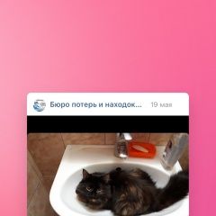 Подробнее об объявлении «Ярославль Пропала кошка» Фото: пропала кошка  «Ярославль Пропала кошка» в г. Ярославль