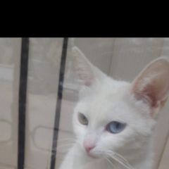 Подробнее об объявлении «Мытищи Пропала кошка срочно» Фото: пропала кошка  «Мытищи Пропала кошка срочно» в г. Мытищи
