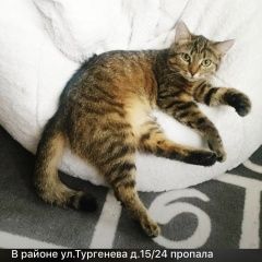 Подробнее об объявлении «Ступино Пропала кошка» Фото: пропала кошка  «Ступино Пропала кошка» в г. Ступино