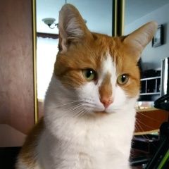 Подробнее об объявлении «Москва Пропал кот» Фото: пропала кошка  «Москва Пропал кот» в г. Москва