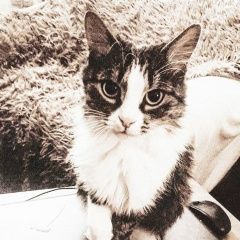Подробнее об объявлении «Пермь Пропала кошка» Фото: пропала кошка  «Пермь Пропала кошка» в г. Пермь