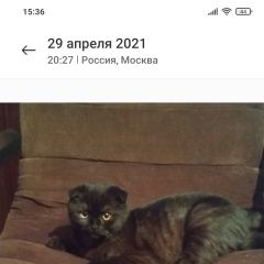 Подробнее об объявлении «Москва Пропал котёнок 4 месяца» Фото: пропала кошка  «Москва Пропал котёнок 4 месяца» в г. Москва