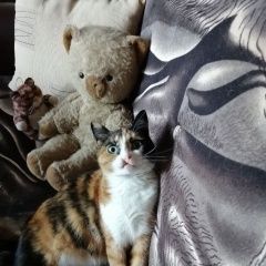 Подробнее об объявлении «Пропала кошка Симферополь» Фото: пропала кошка  «Пропала кошка Симферополь» в г. Симферополь