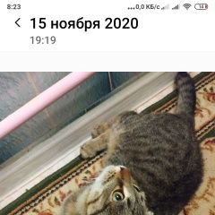 Подробнее об объявлении «Казань Пропала кошка» Фото: пропала кошка  «Казань Пропала кошка» в г. Казань