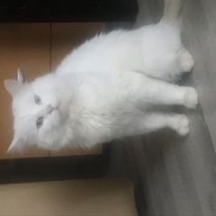 Подробнее об объявлении «Пропал кот Санкт-Петербург» Фото: пропала кошка  «Пропал кот Санкт-Петербург» в г. Санкт-Петербург