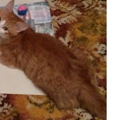 Подробнее об объявлении «Пропал кот Калуга» Фото: пропала кошка  «Пропал кот Калуга» в г. Калуга