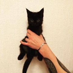Подробнее об объявлении «Пропала кошка Санкт-Петербург» Фото: пропала кошка  «Пропала кошка Санкт-Петербург» в г. Санкт-Петербург