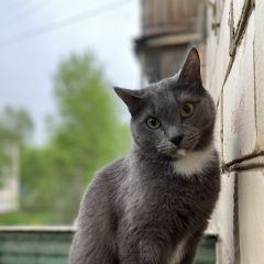 Подробнее об объявлении «Москва Пропала кошка м. войковская, район космонавта волкова» Фото: пропала кошка  «Москва Пропала кошка м. войковская, район...» в г. Москва