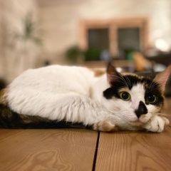Подробнее об объявлении «Пропала кошка Одинцово» Фото: пропала кошка  «Пропала кошка Одинцово» в г. Одинцово