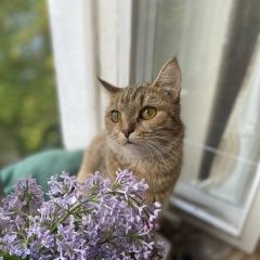 Подробнее об объявлении «Москва Пропала кошка, на нассу родимая пятно» Фото: пропала кошка  «Москва Пропала кошка, на нассу родимая пятно» в г. Москва