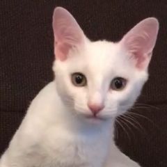 Подробнее об объявлении «Волгоград Пропал кот» Фото: пропала кошка  «Волгоград Пропал кот» в г. Волгоград