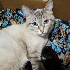 Подробнее об объявлении «Пропала кошка Новосибирск» Фото: пропала кошка Невская маскарадная «Пропала кошка Новосибирск» в г. Новосибирск