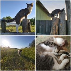 Подробнее об объявлении «Сухой Лог Пропала кошка» Фото: пропала кошка  «Сухой Лог Пропала кошка» в г. Сухой Лог
