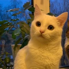 ����: ������� �����  ������ ������� ����� ������� ����� � �. �����