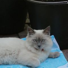 Подробнее об объявлении «Нижний Новгород Пропал кот» Фото: пропала кошка Невская маскарадная «Нижний Новгород Пропал кот» в г. Нижний Новгород