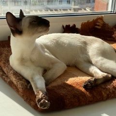 Подробнее об объявлении «Красноярск Пропала кошка.» Фото: пропала кошка  «Красноярск Пропала кошка.» в г. Красноярск