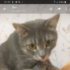 Подробнее об объявлении «Пропал кот в ст. раевская, кличка сева Новороссийск» Фото: пропала кошка  «Пропал кот в ст. раевская, кличка сева...» в г. Новороссийск