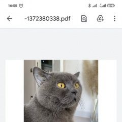 картинка пропала кошка