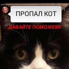Подробнее об объявлении «Пропал кот василий Солнечногорск» Фото: пропала кошка  «Пропал кот василий Солнечногорск» в г. Солнечногорск