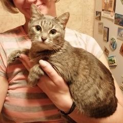 Подробнее об объявлении «Москва Пропала кошка мася» Фото: пропала кошка  «Москва Пропала кошка мася» в г. Москва
