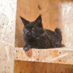 Подробнее об объявлении «Кохма Пропал кот мейн-кун, барсик» Фото: пропала кошка Мейн-кун «Кохма Пропал кот мейн-кун, барсик» в г. Кохма
